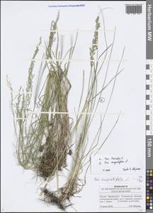 Poa angustifolia L., Eastern Europe, Middle Volga region (E8) (Russia)