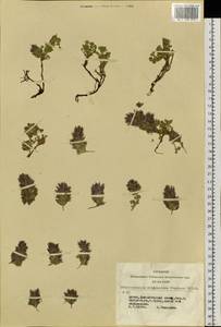 Dracocephalum origanoides Stephan ex Willd., Siberia, Altai & Sayany Mountains (S2) (Russia)