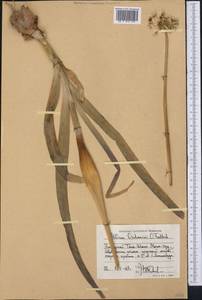 Allium oschaninii O.Fedtsch., Middle Asia, Western Tian Shan & Karatau (M3) (Tajikistan)