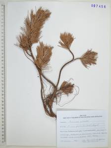 Pinus pumila (Parl.) Regel, Siberia, Russian Far East (S6) (Russia)