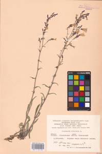 Campanula sibirica L., Eastern Europe, Central forest-and-steppe region (E6) (Russia)