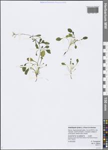 Arabidopsis lyrata subsp. lyrata, Siberia, Yakutia (S5) (Russia)