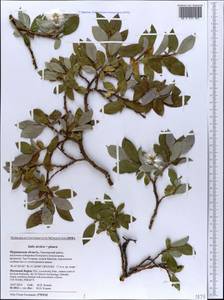 Salix aurita × glauca, Eastern Europe, Northern region (E1) (Russia)