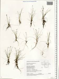 Eleocharis acicularis (L.) Roem. & Schult., Eastern Europe, Central region (E4) (Russia)