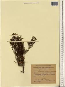 Limonium caspium (Willd.) Gams, Crimea (KRYM) (Russia)