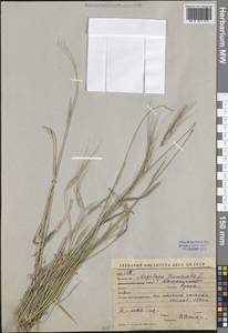 Aegilops triuncialis L., Middle Asia, Western Tian Shan & Karatau (M3) (Uzbekistan)