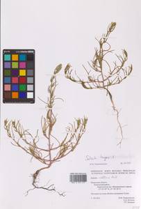 Salsola tragus L., Eastern Europe, Central region (E4) (Russia)