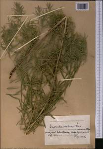 Euphorbia uralensis Fisch. ex Link, Middle Asia, Caspian Ustyurt & Northern Aralia (M8) (Kazakhstan)