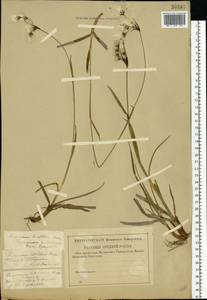 Eriophorum latifolium Hoppe, Eastern Europe, North-Western region (E2) (Russia)