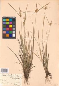Carex flava L., Eastern Europe, North-Western region (E2) (Russia)
