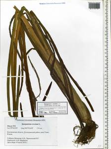 Sparganium erectum L., Eastern Europe, Central forest region (E5) (Russia)