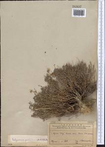 Hedysarum poncinsii Franch., Middle Asia, Western Tian Shan & Karatau (M3) (Kazakhstan)