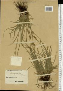 Carex spicata subsp. spicata, Eastern Europe, Central forest-and-steppe region (E6) (Russia)
