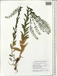 Lepidium campestre (L.) W. T. Aiton, Crimea (KRYM) (Russia)