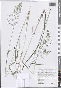 Poa sibirica Roshev., Siberia, Baikal & Transbaikal region (S4) (Russia)
