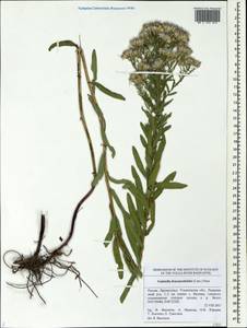 Galatella sedifolia subsp. dracunculoides (Lam.) Greuter, Eastern Europe, Middle Volga region (E8) (Russia)