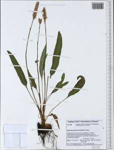 Bistorta plumosa (Small) Greene, Siberia, Central Siberia (S3) (Russia)