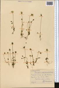 Lomatogonium carinthiacum (Wulfen) Reichenb., Middle Asia, Western Tian Shan & Karatau (M3) (Kazakhstan)