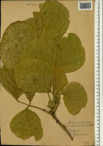 Butea monosperma (Lam.)Taub., South Asia, South Asia (Asia outside ex-Soviet states and Mongolia) (ASIA) (India)