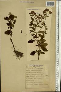 Origanum vulgare L., Eastern Europe (no precise locality) (E0) (Not classified)