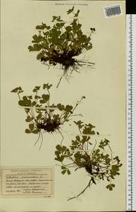 Sibbaldia procumbens L., Siberia, Western Siberia (S1) (Russia)