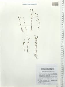 Hypericum japonicum subsp. japonicum, Siberia, Russian Far East (S6) (Russia)