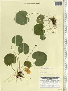 Viola palustris L., Eastern Europe, North-Western region (E2) (Russia)