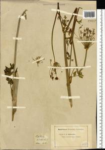 Paraligusticum discolor (Ledeb.) Tikhom., Siberia, Altai & Sayany Mountains (S2) (Russia)