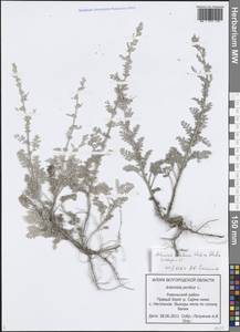 Artemisia pontica L., Eastern Europe, Central forest-and-steppe region (E6) (Russia)