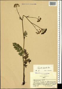 Pimpinella rhodantha Boiss., Caucasus, Armenia (K5) (Armenia)