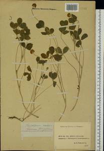 Trifolium fragiferum L., Eastern Europe, Rostov Oblast (E12a) (Russia)