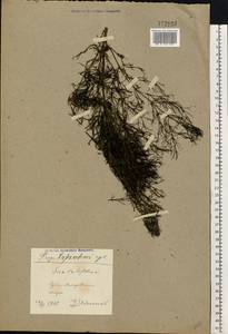 Sium latifolium L., Eastern Europe, North Ukrainian region (E11) (Ukraine)