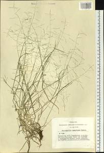 Puccinellia hauptiana (V.I.Krecz.) Kitag., Siberia, Altai & Sayany Mountains (S2) (Russia)