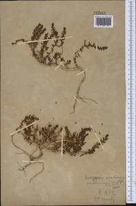 Suaeda aralocaspica (Bunge) Freitag & Schütze, Middle Asia, Muyunkumy, Balkhash & Betpak-Dala (M9) (Kazakhstan)