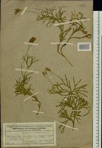 Diphasiastrum complanatum (L.) Holub, Eastern Europe, Volga-Kama region (E7) (Russia)