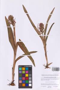 Dactylorhiza incarnata (L.) Soó, Eastern Europe, Moscow region (E4a) (Russia)
