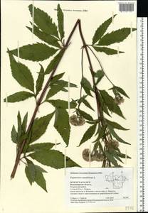 Eupatorium cannabinum L., Eastern Europe, Central region (E4) (Russia)