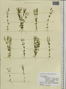 Centaurium pulchellum (Sw.) Druce, Siberia, Russian Far East (S6) (Russia)