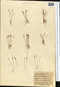 Myosurus minimus L., Middle Asia, Northern & Central Kazakhstan (M10) (Kazakhstan)
