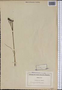 Sisyrinchium bermudiana L. , nom. cons., America (AMER) (United States)