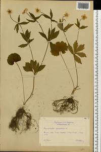 Ranunculus cassubicus L., Eastern Europe, Moscow region (E4a) (Russia)
