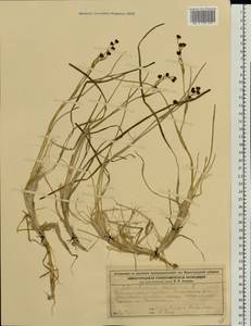 Scheuchzeria palustris L., Eastern Europe, Volga-Kama region (E7) (Russia)