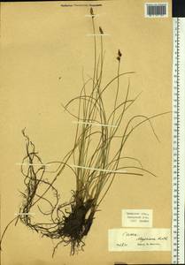 Carex meyeriana Kunth, Siberia, Baikal & Transbaikal region (S4) (Russia)