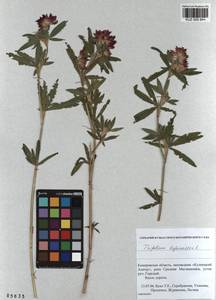KUZ 000 844, Trifolium lupinaster L., Siberia, Altai & Sayany Mountains (S2) (Russia)