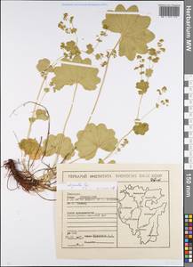 Alchemilla oligantha Juz., Eastern Europe, Eastern region (E10) (Russia)