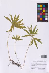 Anemone ranunculoides L., Eastern Europe, Central region (E4) (Russia)