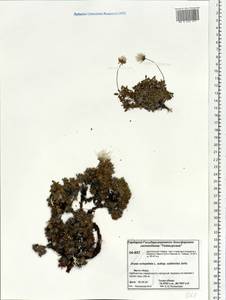 Dryas octopetala L., Siberia, Central Siberia (S3) (Russia)