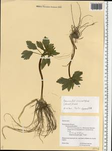 Ranunculus circinatifrons (Markl.) Ericsson, Eastern Europe, Central region (E4) (Russia)
