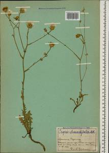 Crepis foetida subsp. rhoeadifolia (M. Bieb.) Celak., Caucasus, Armenia (K5) (Armenia)