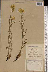 Helichrysum arenarium (L.) Moench, Eastern Europe, Latvia (E2b) (Latvia)